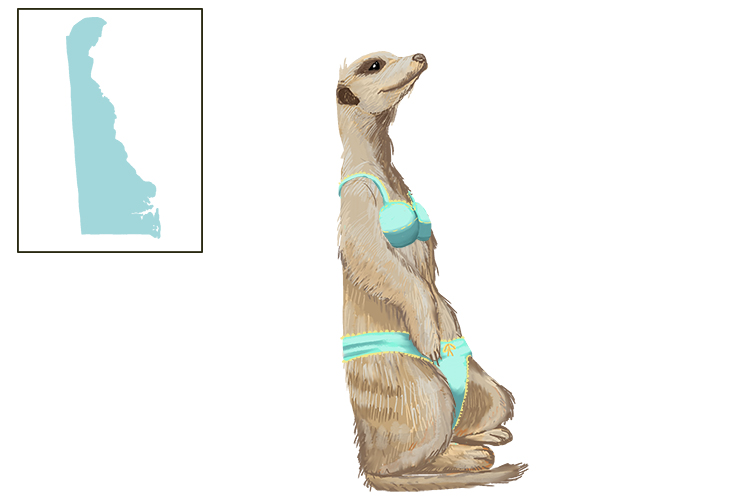 The meerkat wore quite delicate wear (Delaware).